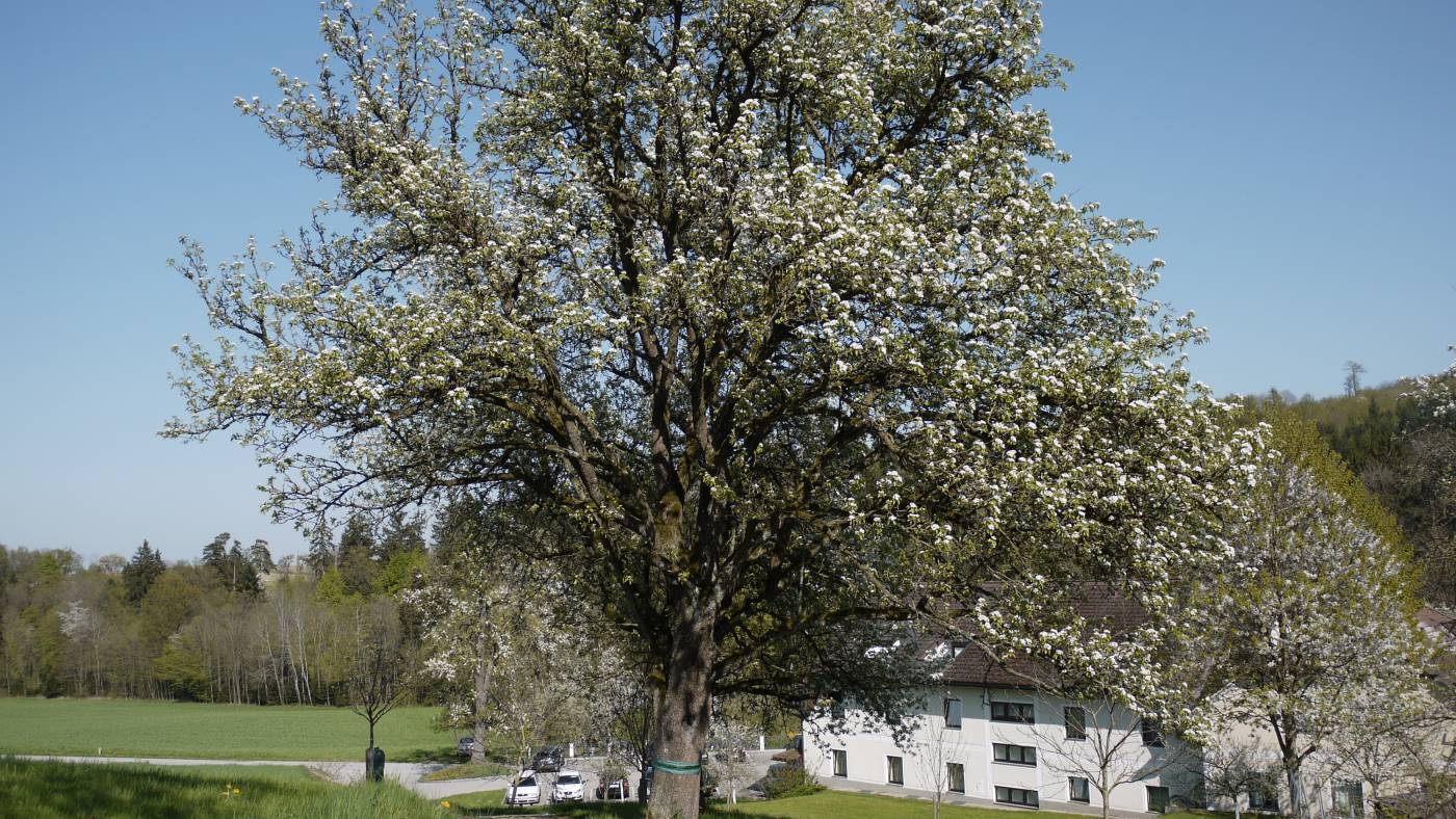 Warum können Osterhasen Eier legen?