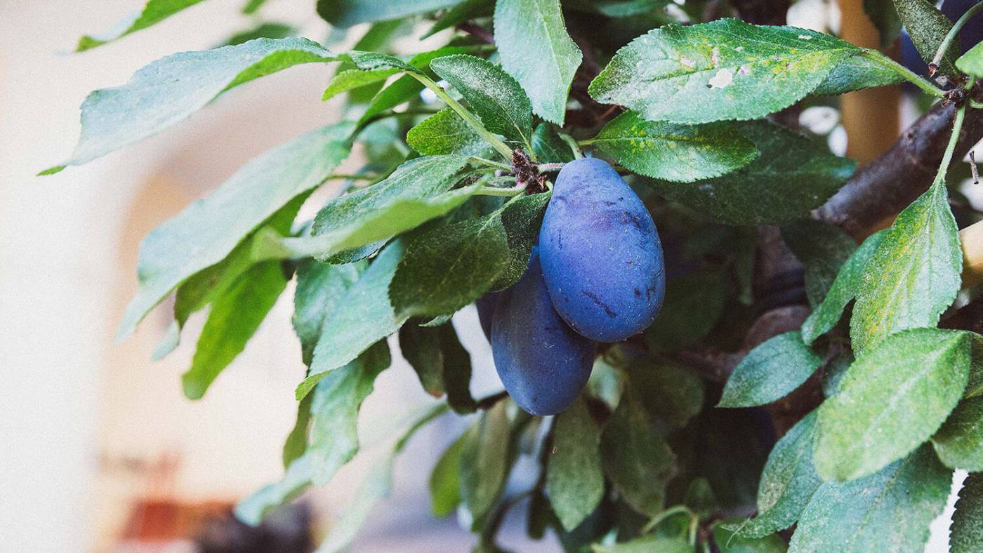 Z wie Zwetschke - Das ABC des Mostviertler Superfoods