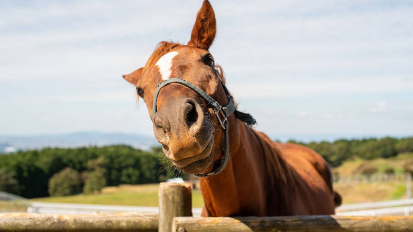 Reiten im Mostviertel