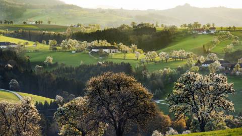 Die Birnbaumblüte im Mostviertel erleben