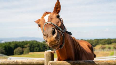 Reiten im Mostviertel