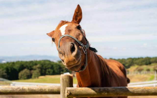 Reiten im Mostviertel