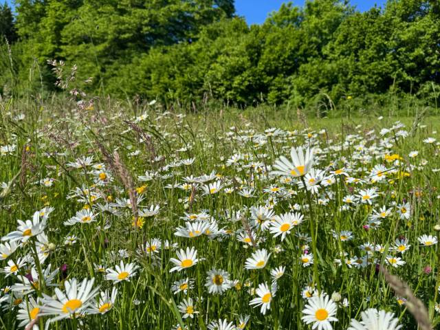 Bienenfutterwiese