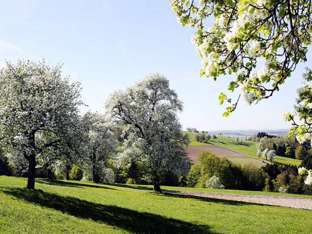 Pear blossom in the Mostviertel region
