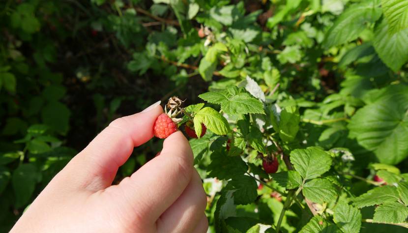  „Die Königin der Beeren“ – Die Himbeere
