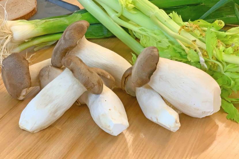 Braune Kräuterseitlinge