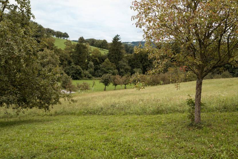 Streuobstwiesen im Mostviertel