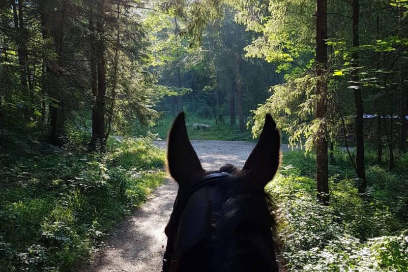 Reiten im Mostviertel