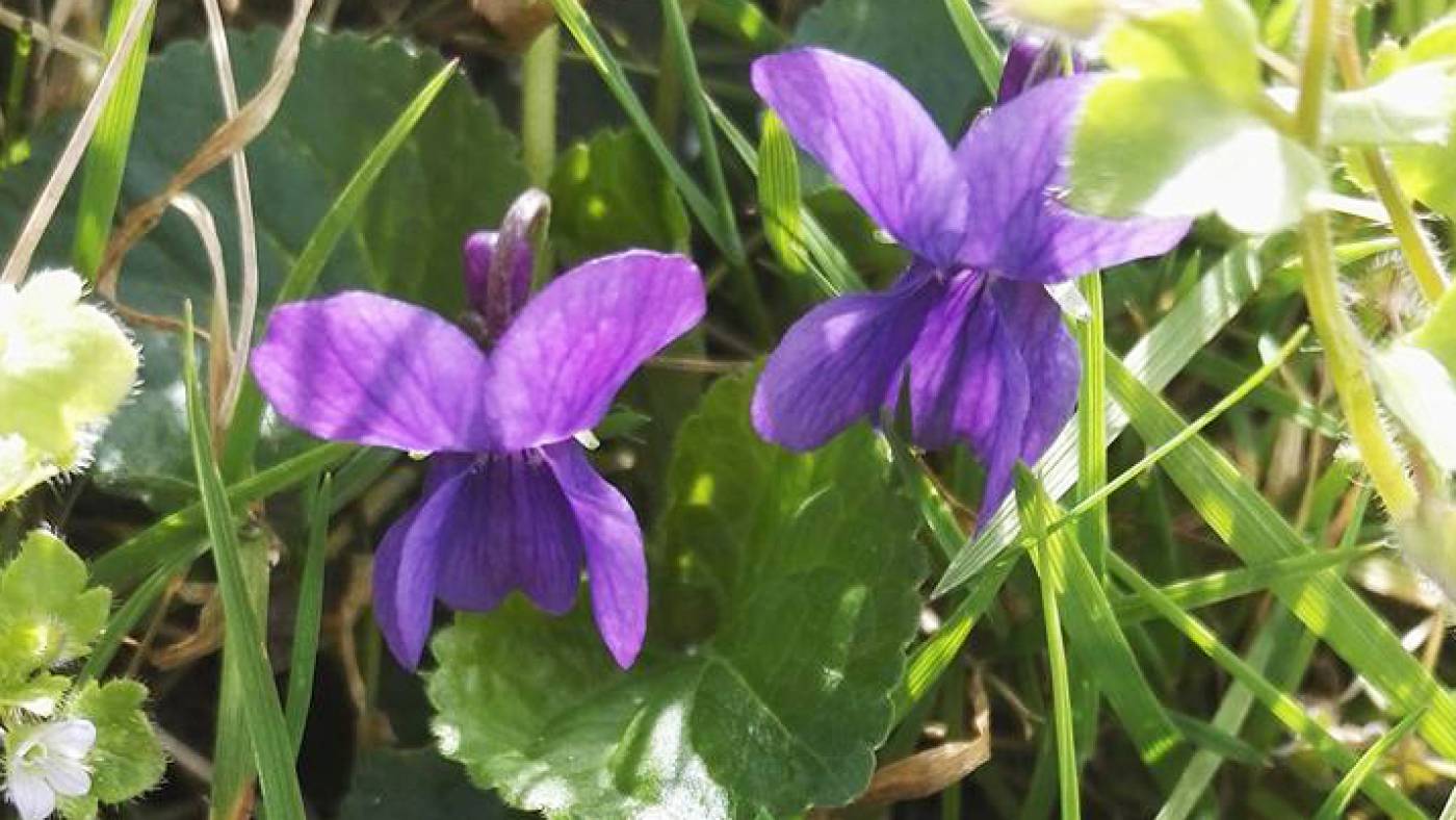 Violette Träume - Veilchensirup