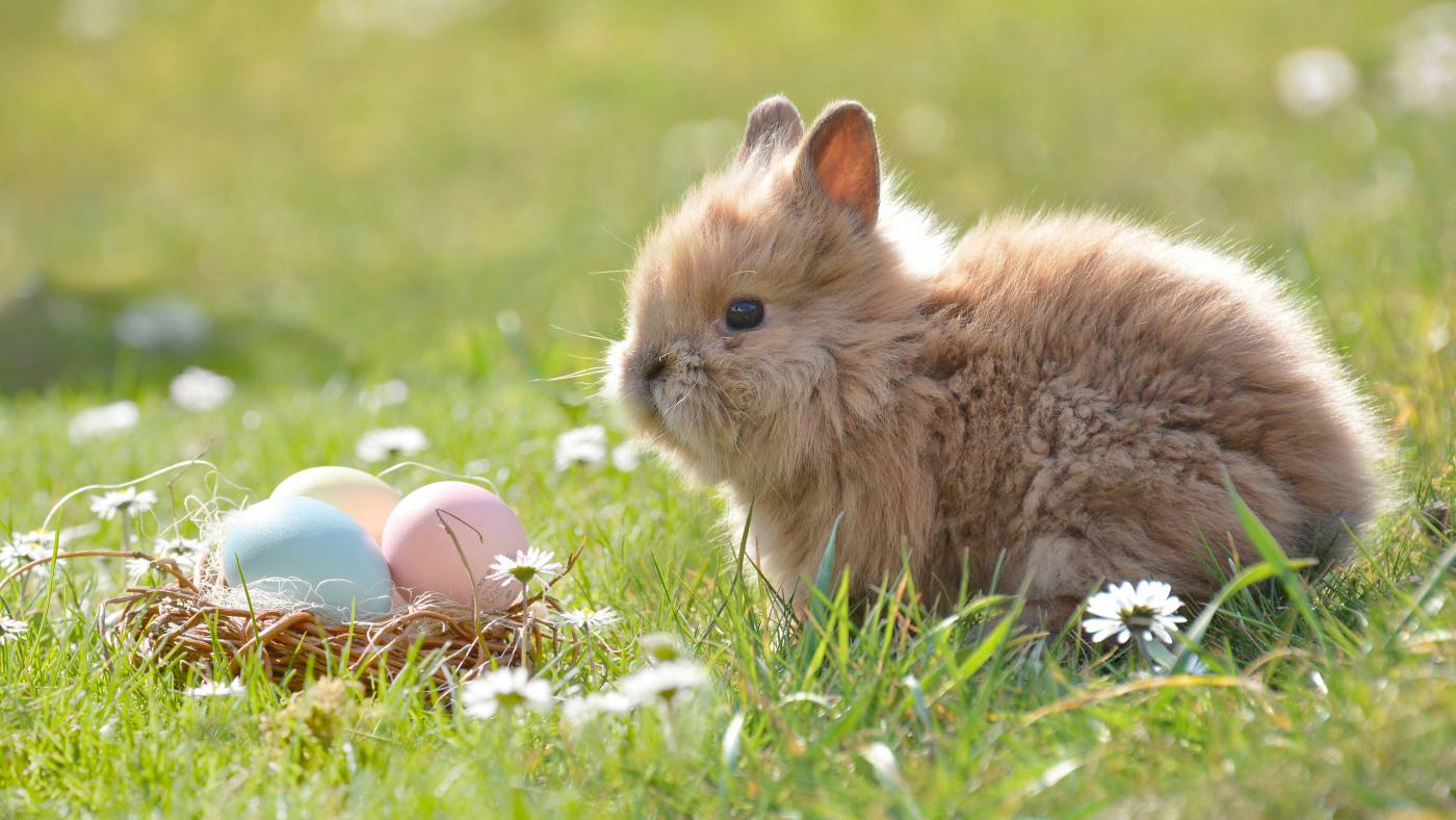 Warum können Osterhasen Eier legen?