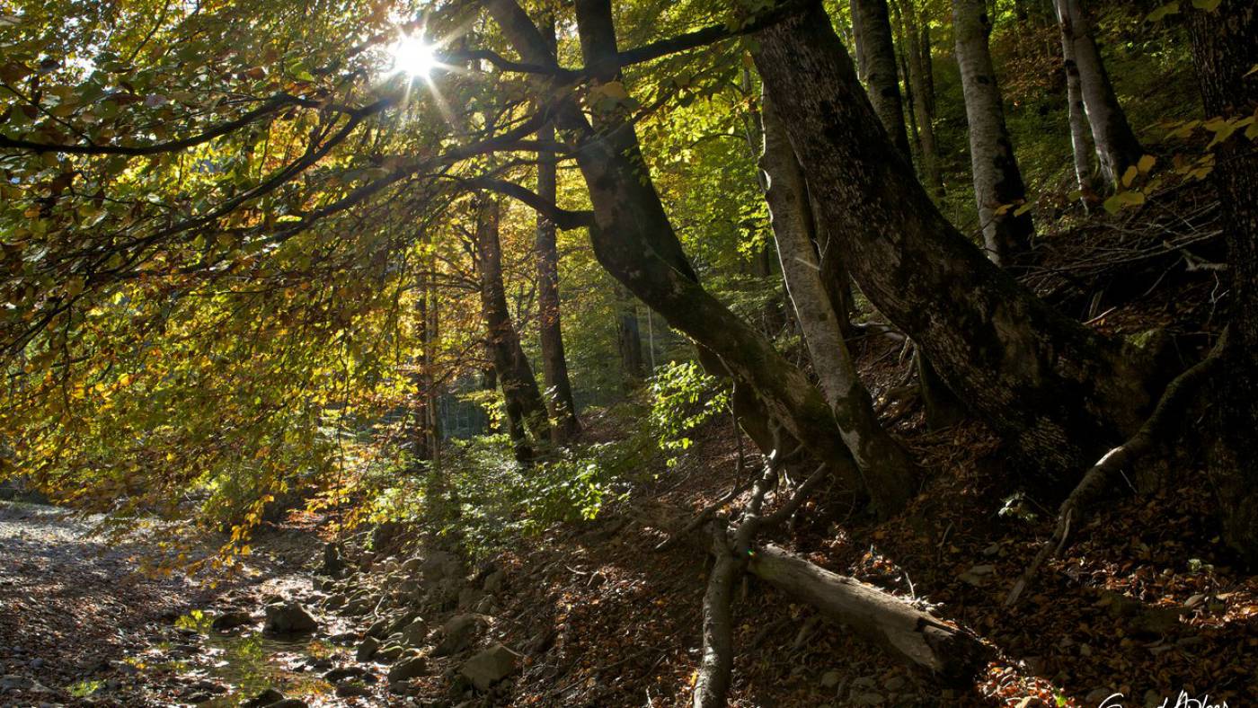 Wälder, Waldbaden und der Baumflüsterer Conrad Amber