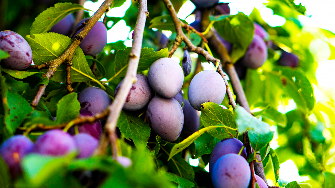 Z wie Zwetschke - Das ABC des Mostviertler Superfoods