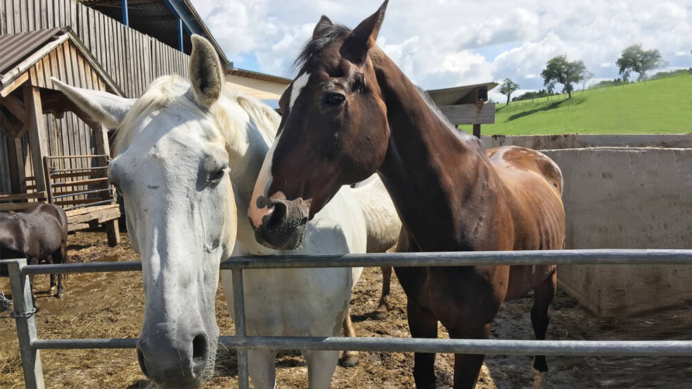 Reiten im Mostviertel