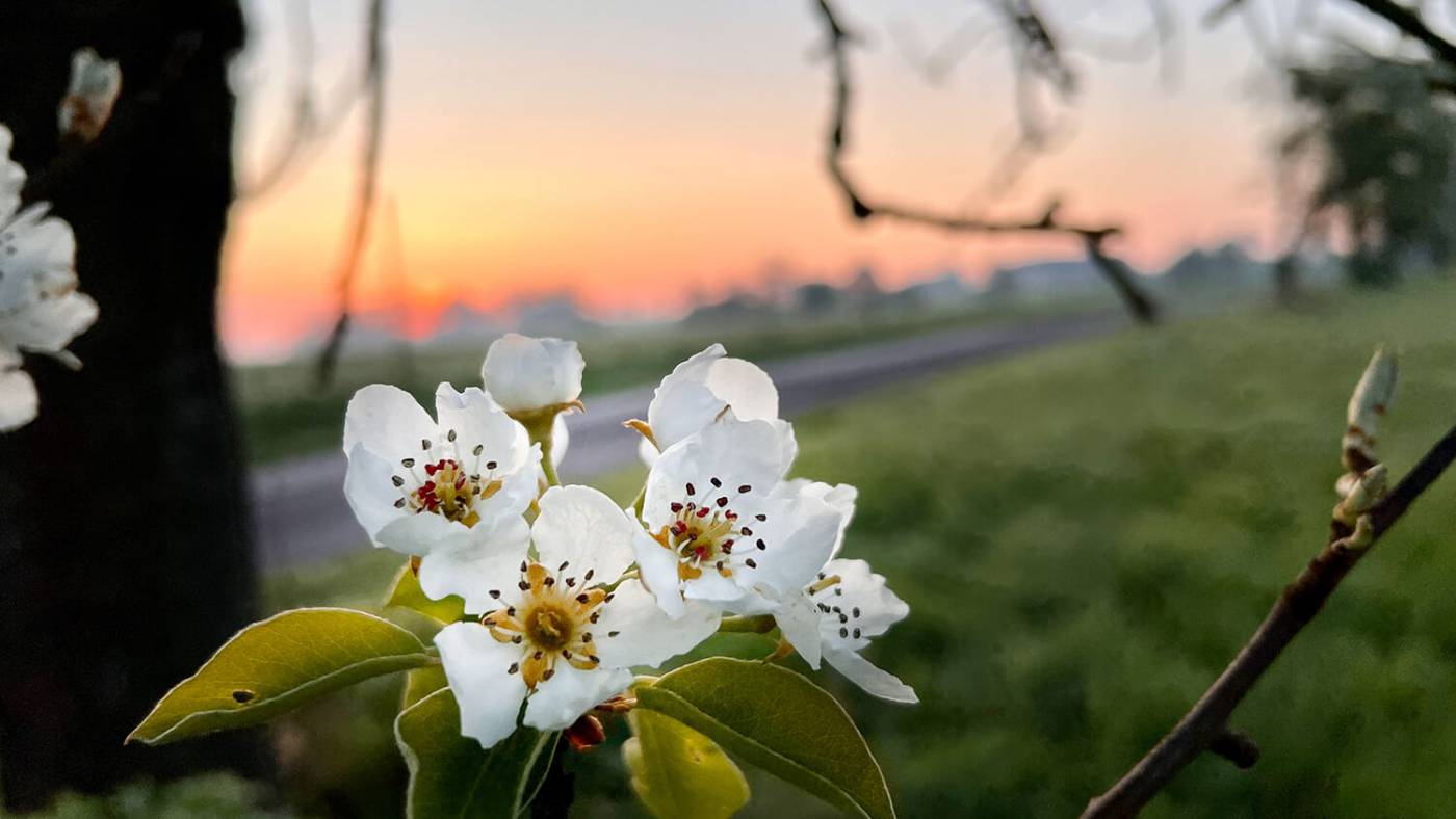 ﻿﻿Birnbaumblüte im Mostviertel – Jetzt oder nie!