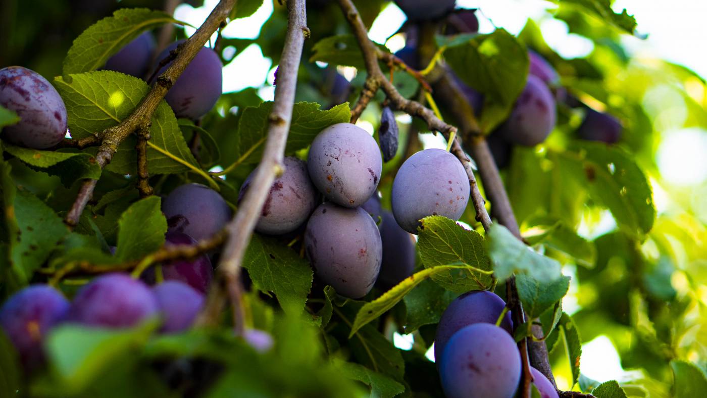 Z wie Zwetschke - Das ABC des Mostviertler Superfoods