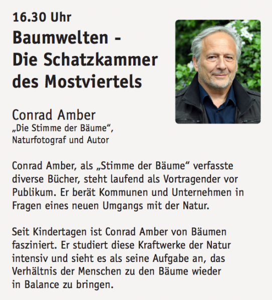 Wälder, Waldbaden und der Baumflüsterer Conrad Amber