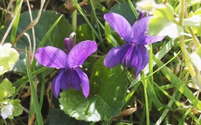 Violette Träume - Veilchensirup