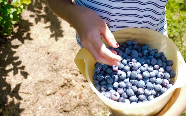 H wie Heidelbeere - Das ABC des Mostviertler Superfoods