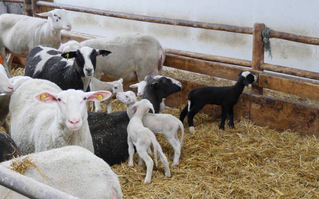 Schaf im Glück 🐑