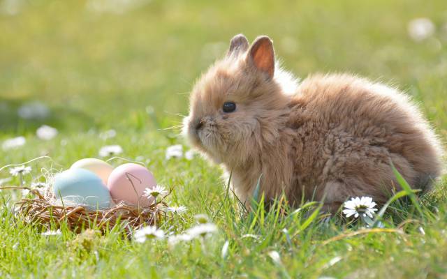 Warum können Osterhasen Eier legen?