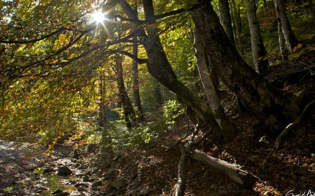 Wälder, Waldbaden und der Baumflüsterer Conrad Amber