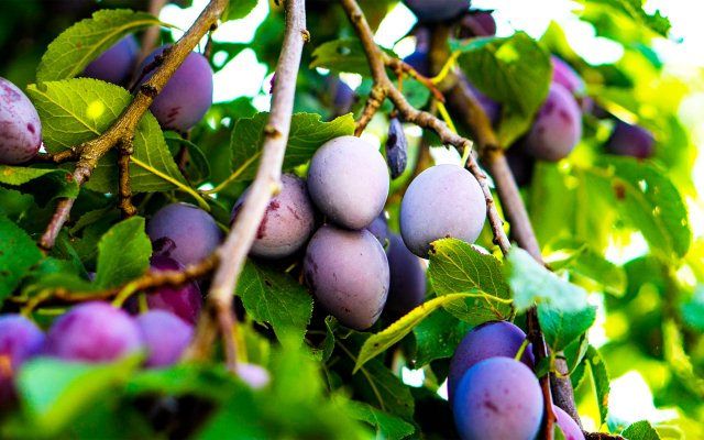 Z wie Zwetschke - Das ABC des Mostviertler Superfoods