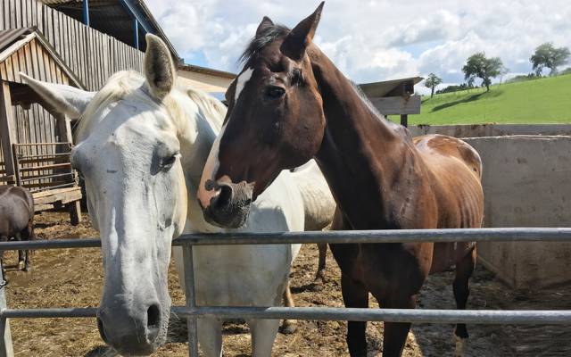 Reiten im Mostviertel