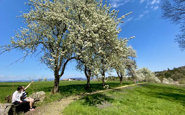 Die Birnbaumblüte im Mostviertel erleben