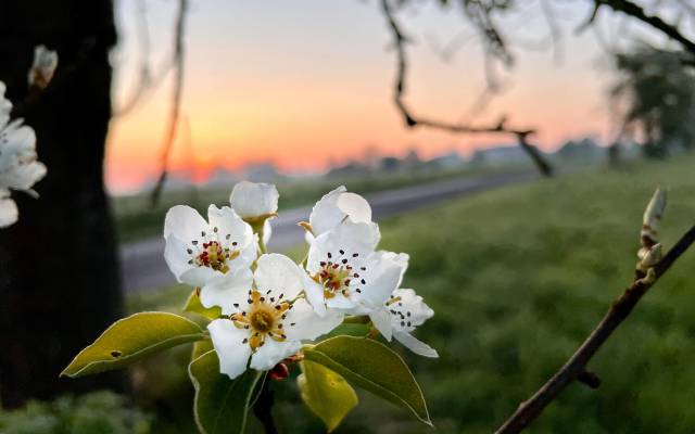 ﻿﻿Birnbaumblüte im Mostviertel – Jetzt oder nie!