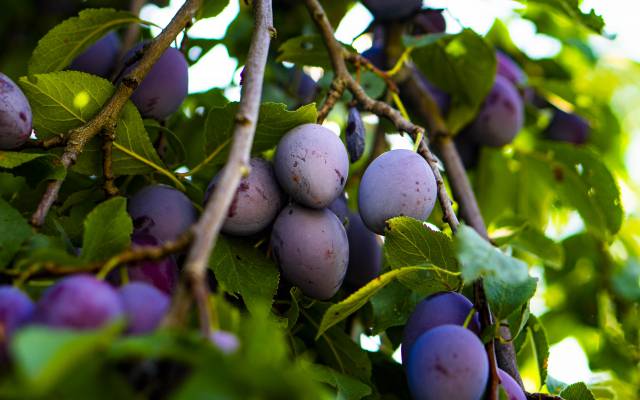 Z wie Zwetschke - Das ABC des Mostviertler Superfoods