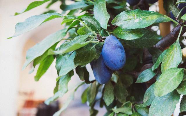 Z wie Zwetschke - Das ABC des Mostviertler Superfoods