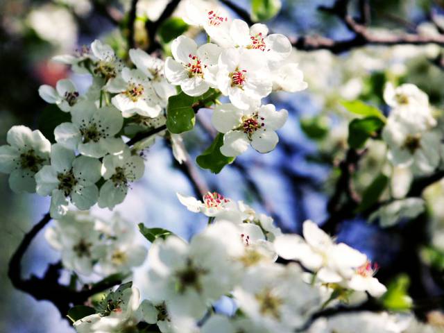 flowers of the pear tree