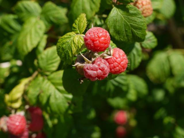 fresh raspberries