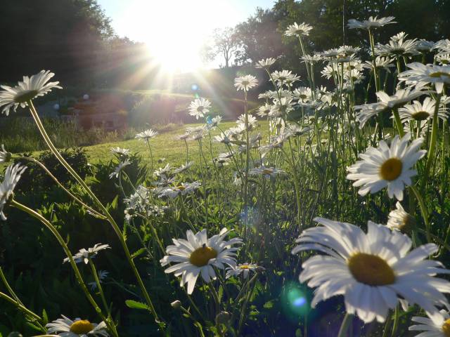 Margariten-Wiese im Garten