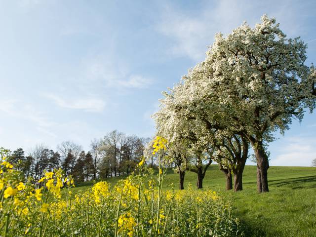 blooming trees and fields in spring