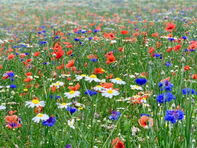 Prächtige Blumenwiese im Gartenhotel in Niederösterreich