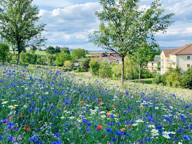 Prächtige Blumenwiese im Gartenhotel in Niederösterreich