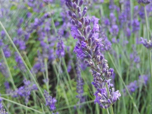 lavender in the herb garden