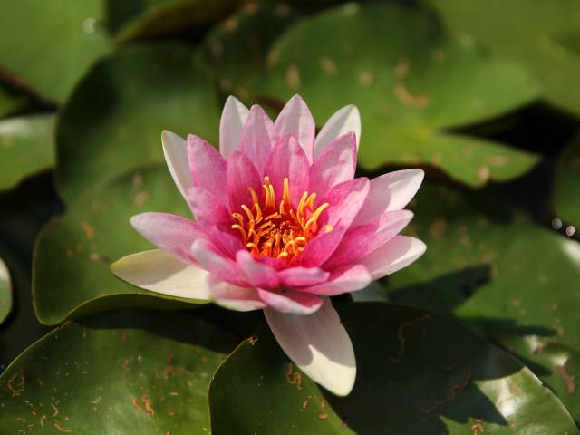 water lily