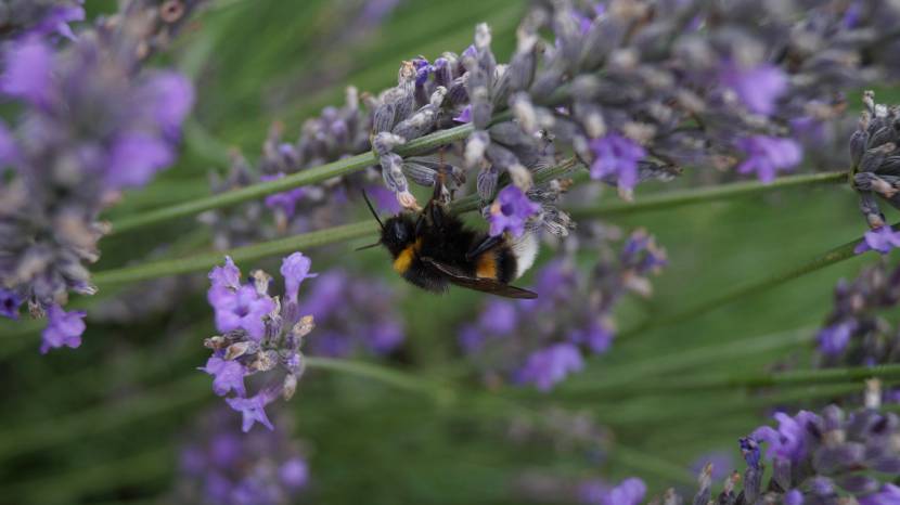 Kraftplätze im Garten