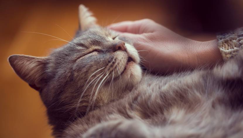 Kuscheln mit Katze im Kuschelhotel