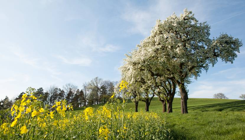 Birnbaumblüte im Mostviertel – Jetzt oder nie!