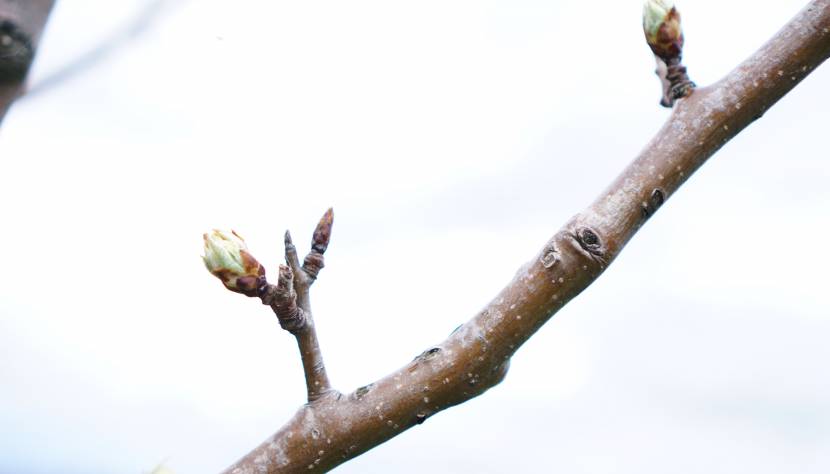 ﻿﻿Birnbaumblüte im Mostviertel – Jetzt oder nie!