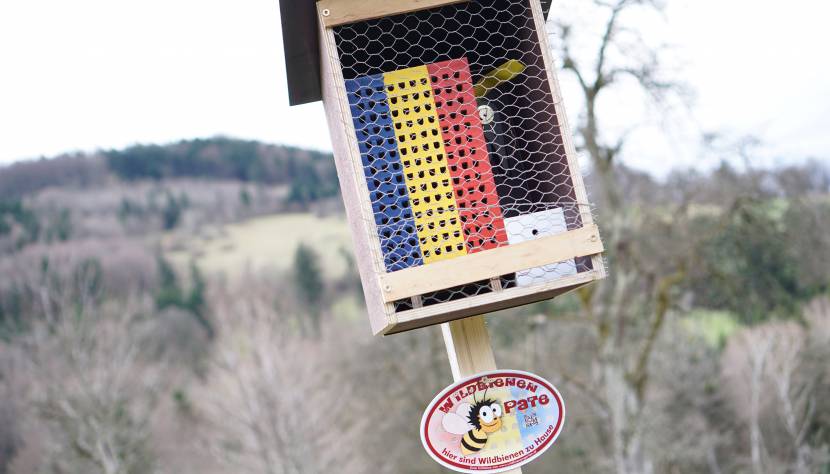 ﻿﻿Birnbaumblüte im Mostviertel – Jetzt oder nie!