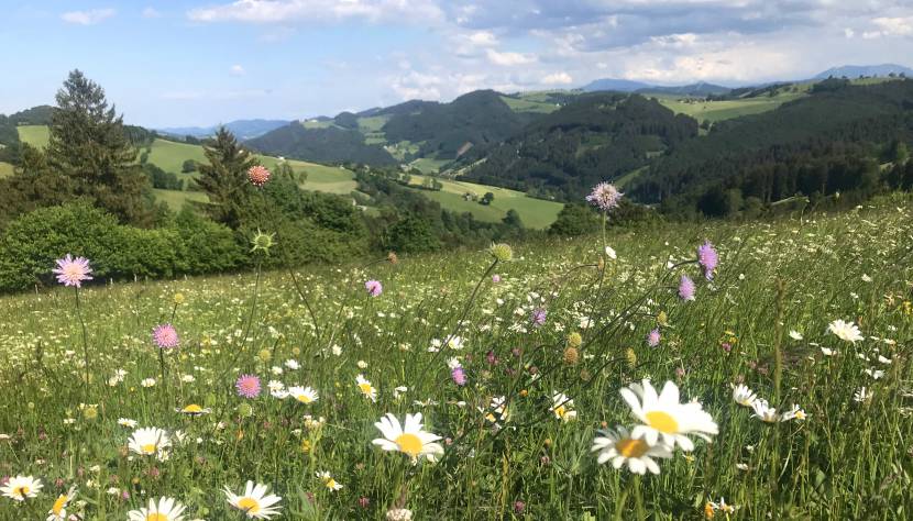 Picknick am Panoramahöhenweg