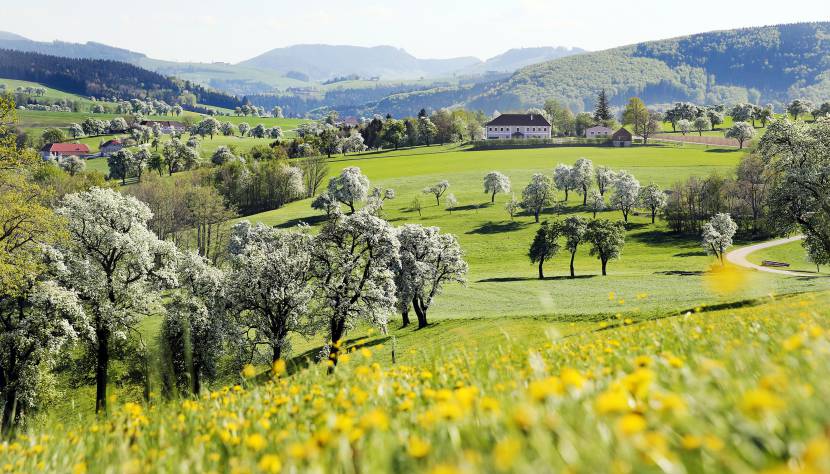 Birnbaumblüte im Mostviertel