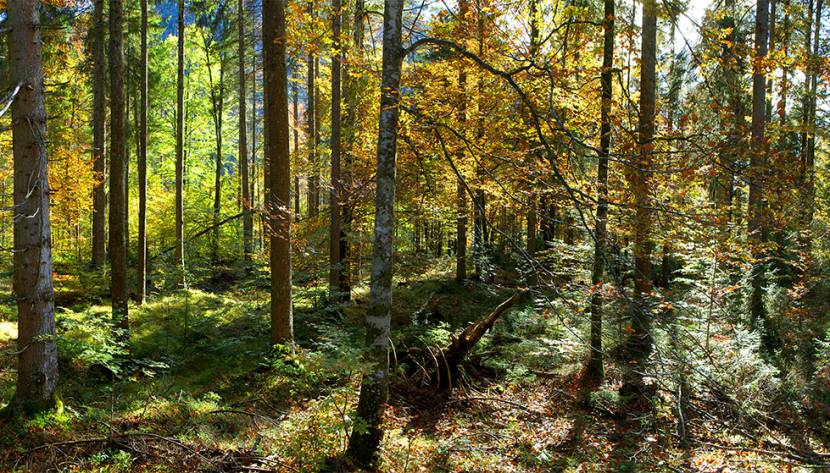 Wälder, Waldbaden und der Baumflüsterer Conrad Amber