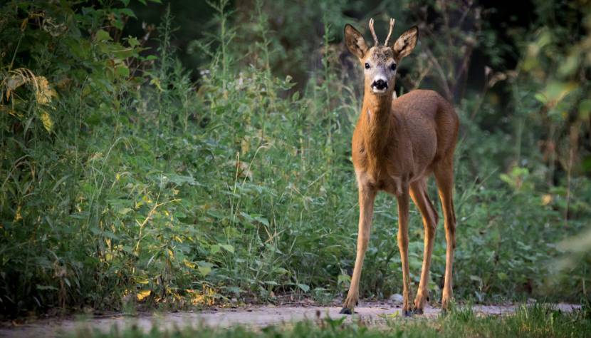 Die Jägerschaft schützt