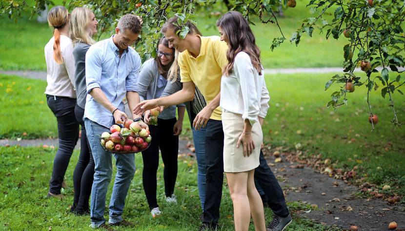 Obstklauben - stressigste Zeit im Jahr