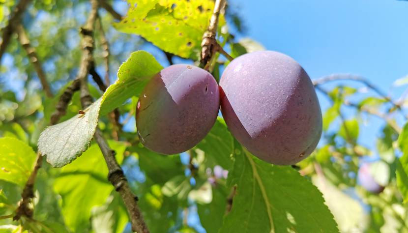 Z wie Zwetschke - Das ABC des Mostviertler Superfoods